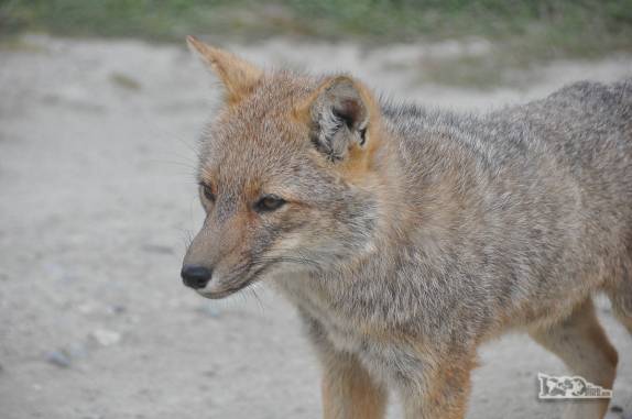 Um coiote acostumado com turistas vem em busca de comida no estacionamento do P. N Tierra del Fuego, região de Ushuaia, no sul da  Argentina